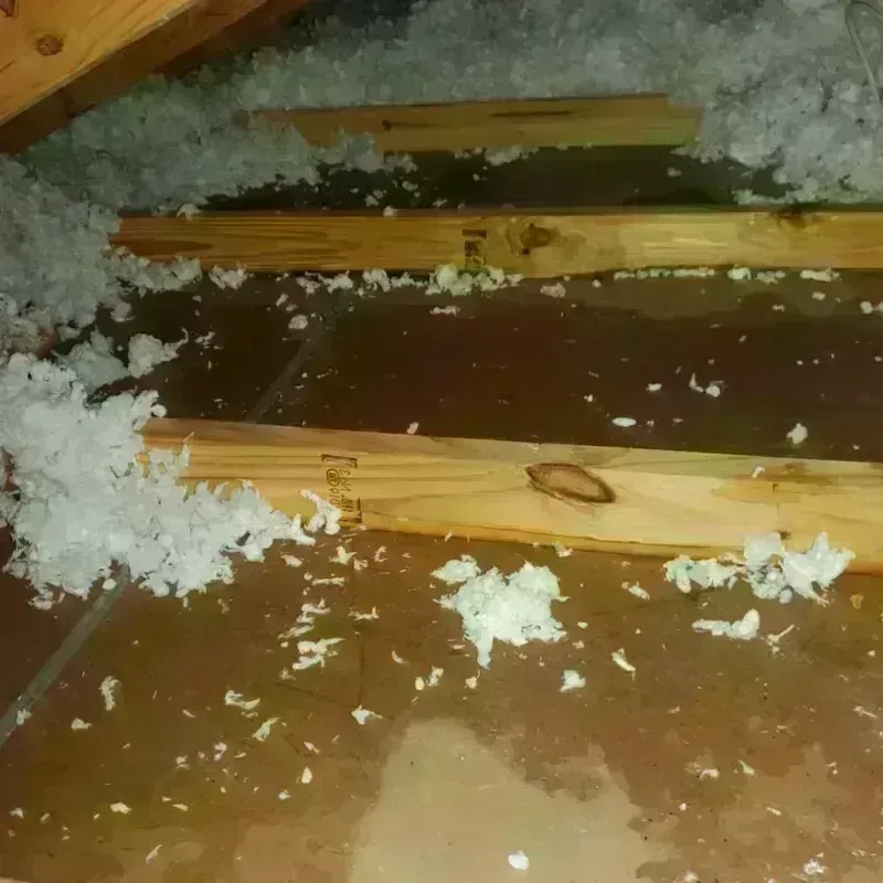 Attic Water Damage in Dassel, MN